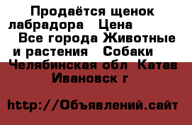 Продаётся щенок лабрадора › Цена ­ 30 000 - Все города Животные и растения » Собаки   . Челябинская обл.,Катав-Ивановск г.
